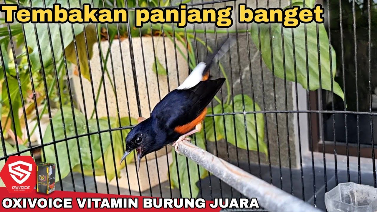 stok murai materi mewah  ada 5 ekor ❗️Siapa cepat monggo