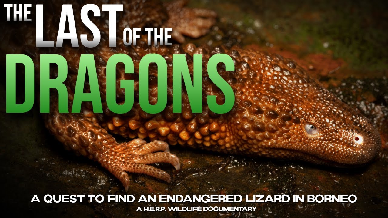 The Last of the Dragons: the Quest for the Earless Monitor