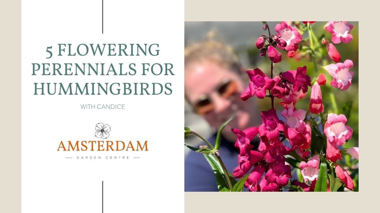 5 Flowering Perennials for Hummingbirds | Amsterdam Garden Centre
