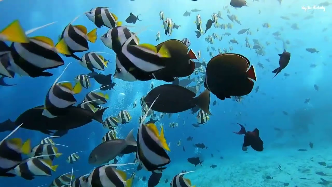 🎵 Muzică ideală pentru relaxare, meditație, studiu, citit, masaj, spa sau somn! 🎵