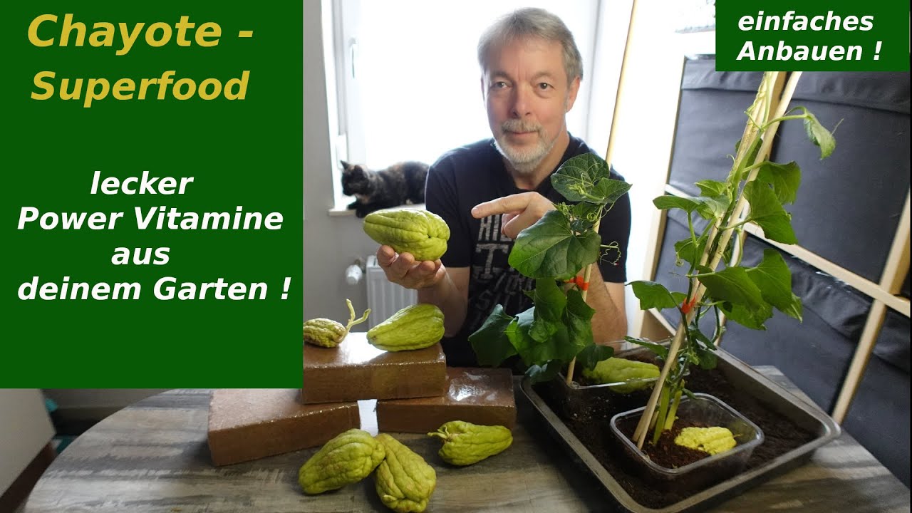 Mehrere Jahre Chayoten - Erfahrung - Tipps - Kultur - der richtige Start für ein Superfood  #chayote