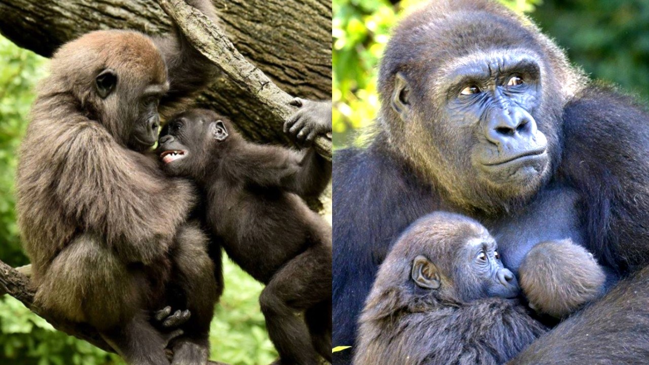 Gladys the Gorilla: From Rejected Baby to Titanium Cast & Motherhood