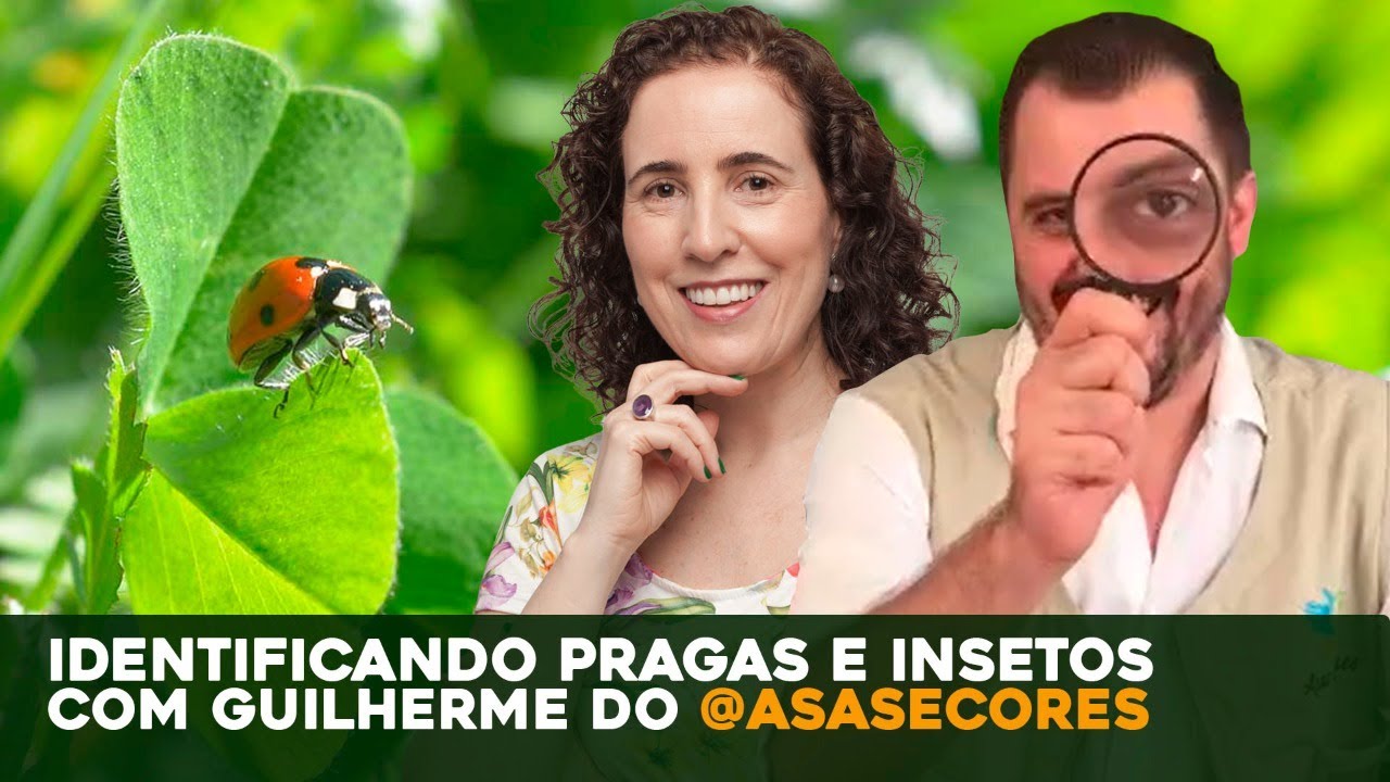 LIVE: IDENTIFICANDO PRAGAS E INSETOS COM GUILHERME da @asasecores | Nô Figueiredo