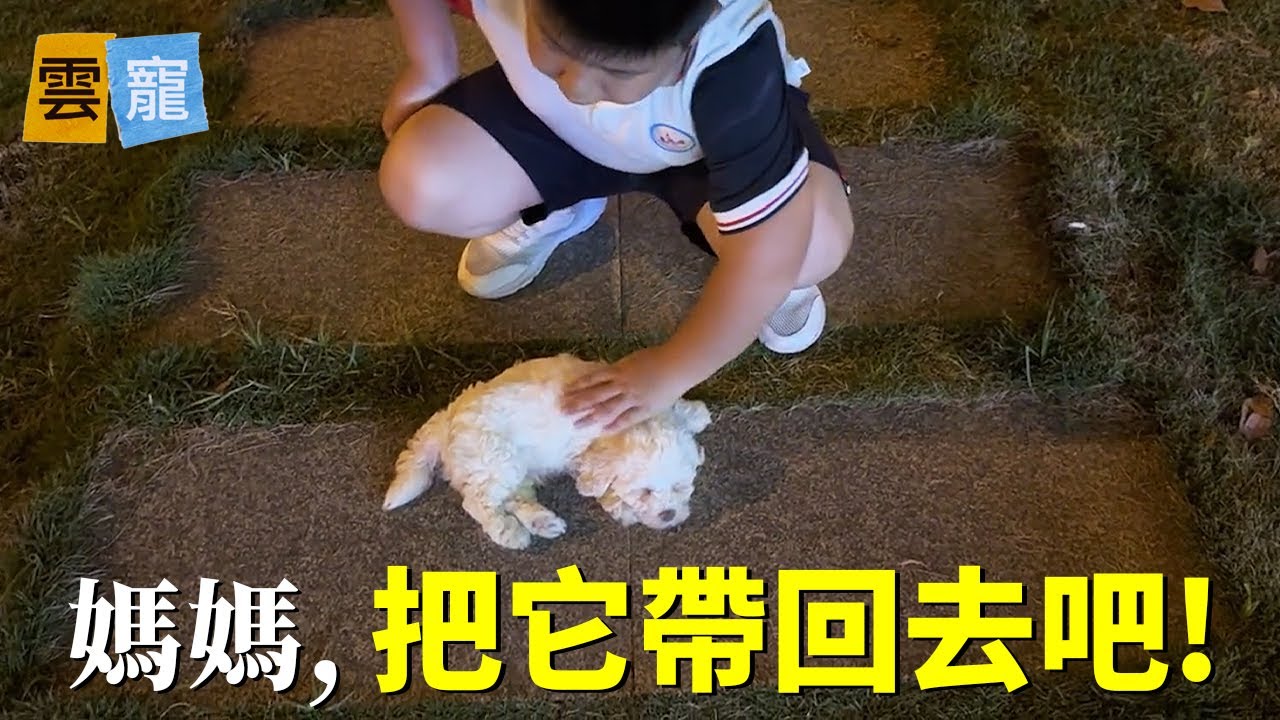 深夜遇到的小狗，孩子非要帶它回家...