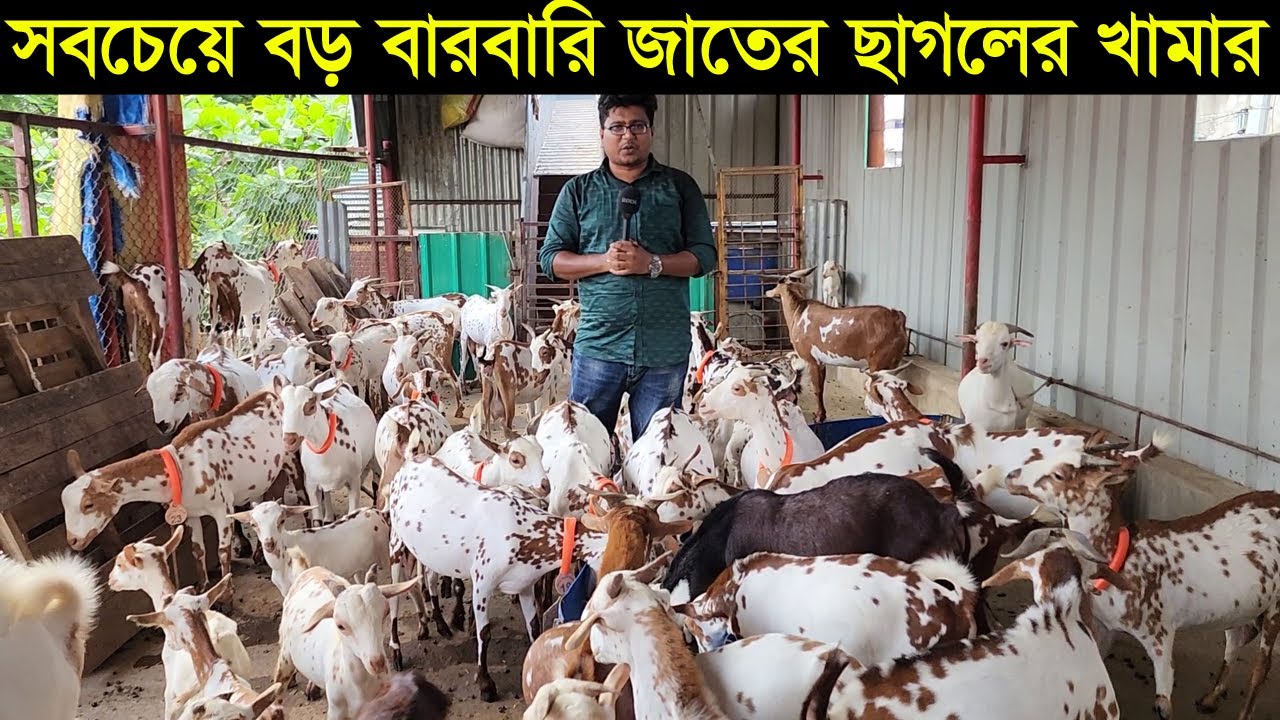 বাংলাদেশের সবচেয়ে বড় বারবারি জাতের ছাগলের খামার। বাববারি ছাগল পালন করে  সফল অরিক্স এগ্রো