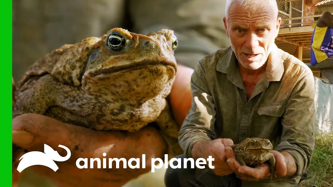 Invasive Cane Toads Are Threatening Australia's Native Wildlife | Jeremy Wade's Dark Waters