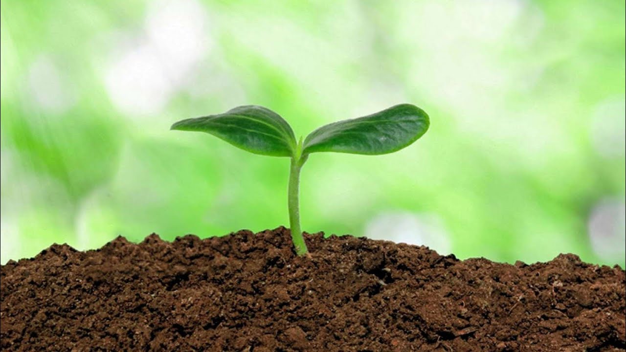 Returned to Soil