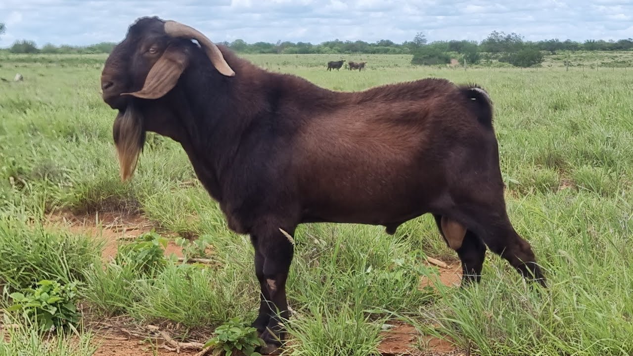 CAPRINOS PASTANDO NO CAPIM BUFFEL DORMENTES-PE 