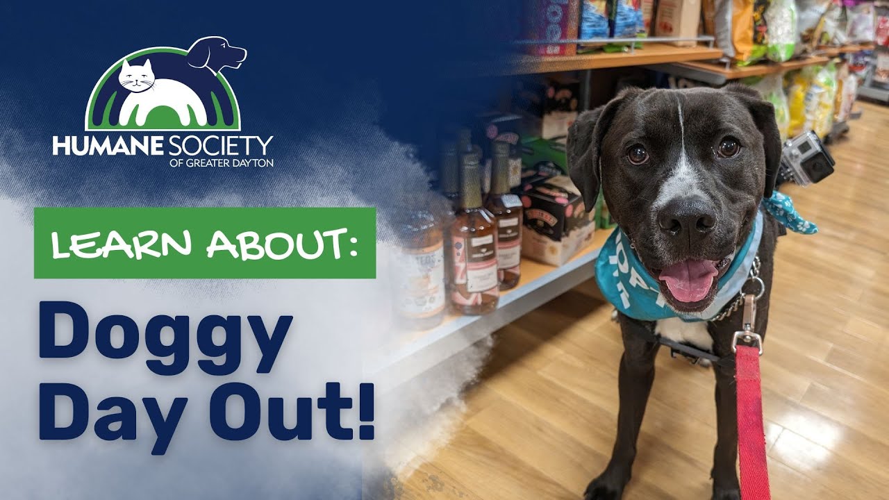 Doggy Day Out: Let's Go on a Doggy Adventure! #DaytonHumane #shelterdog