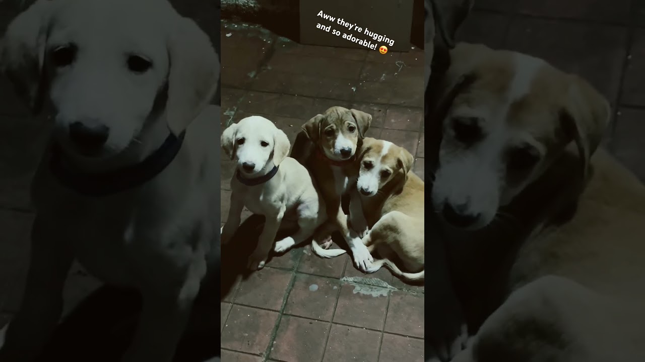 puppies 🐶 