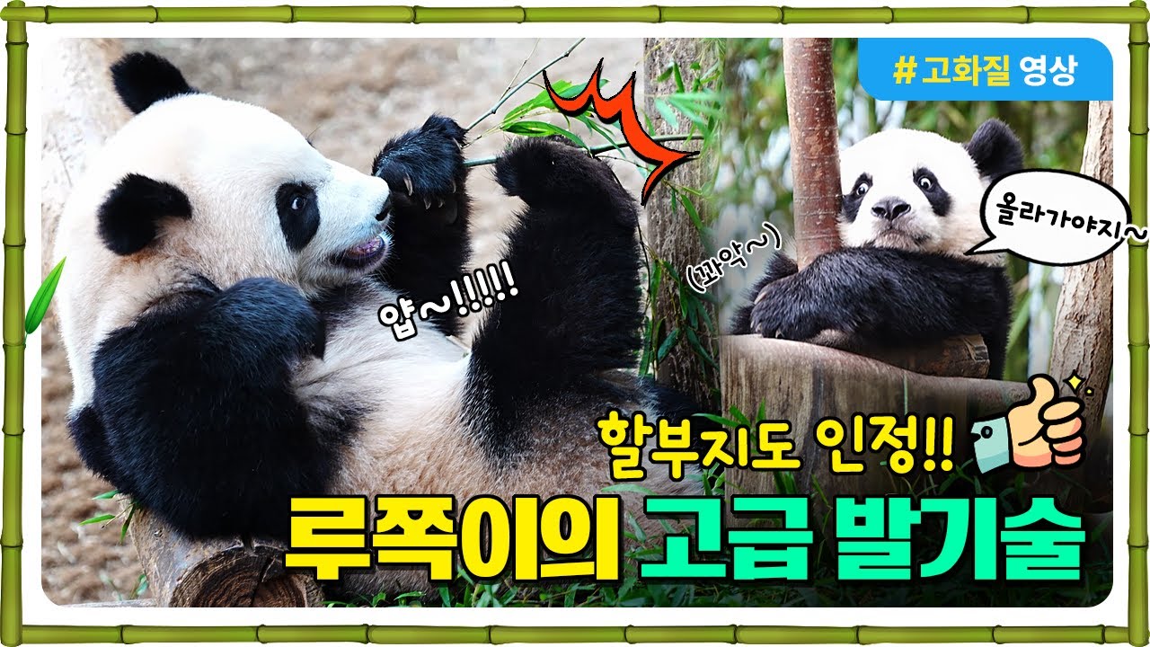 할부지가 인정한 
