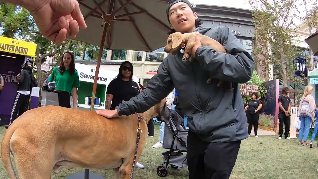 Cash 2.0 Great Dane at The Grove and Farmers Market in Los Angeles 30
