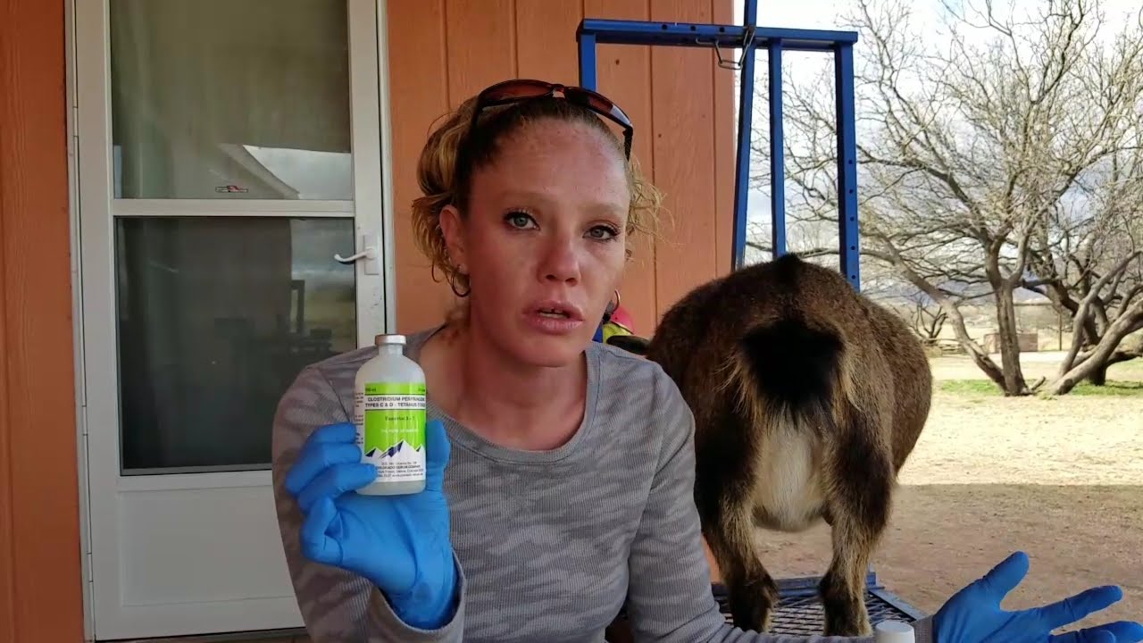 How To Give Goats CD&T Vaccination