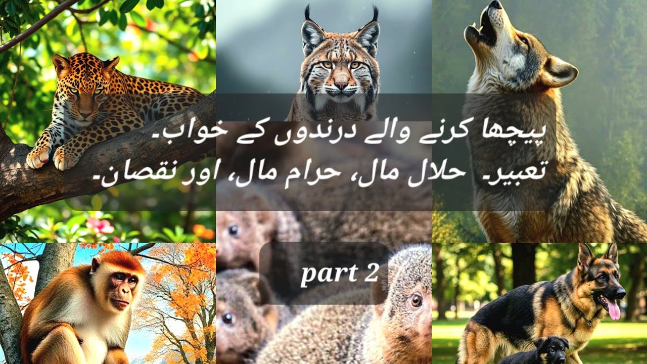 خواب میں درندے پیچھا کرنے والے جانوروں کی تعبیر۔khwab ki Tabeer 