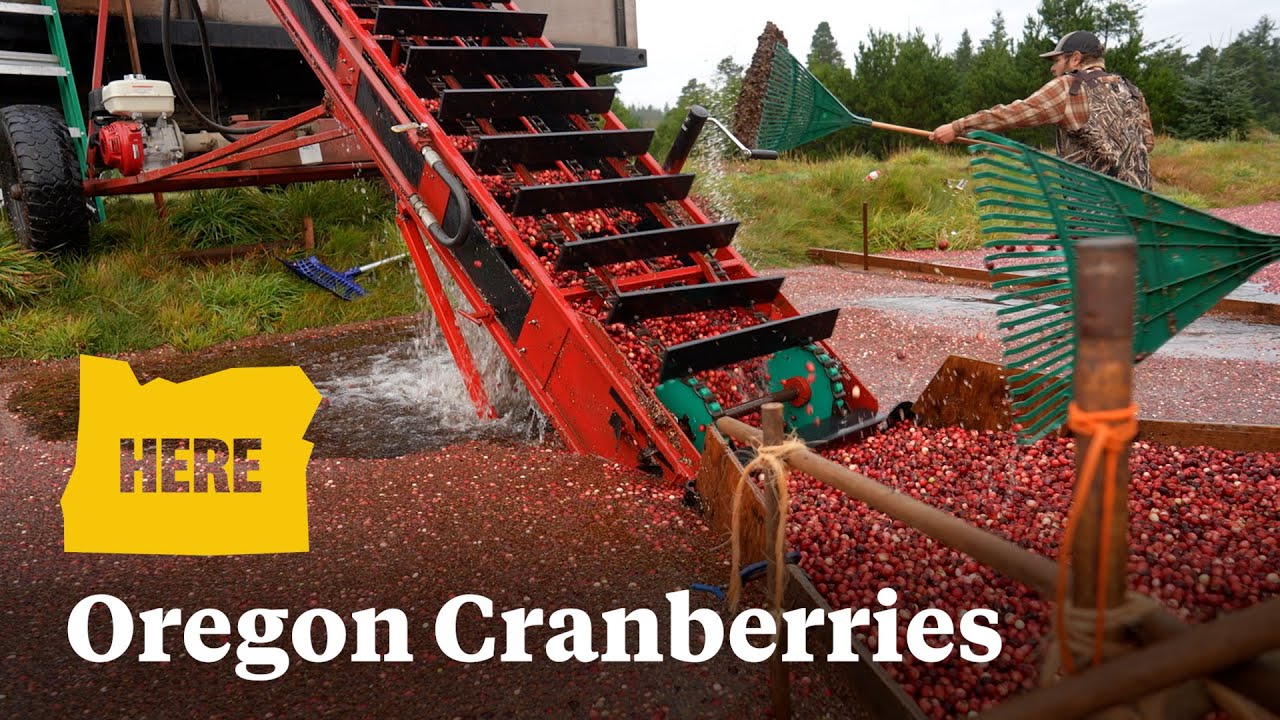 Learn how cranberries are harvested in the small Oregon coast town