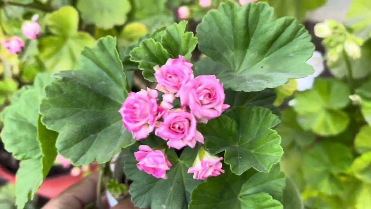 What type of potting mix is better to repotting for Geranium Flowers 🌺 
