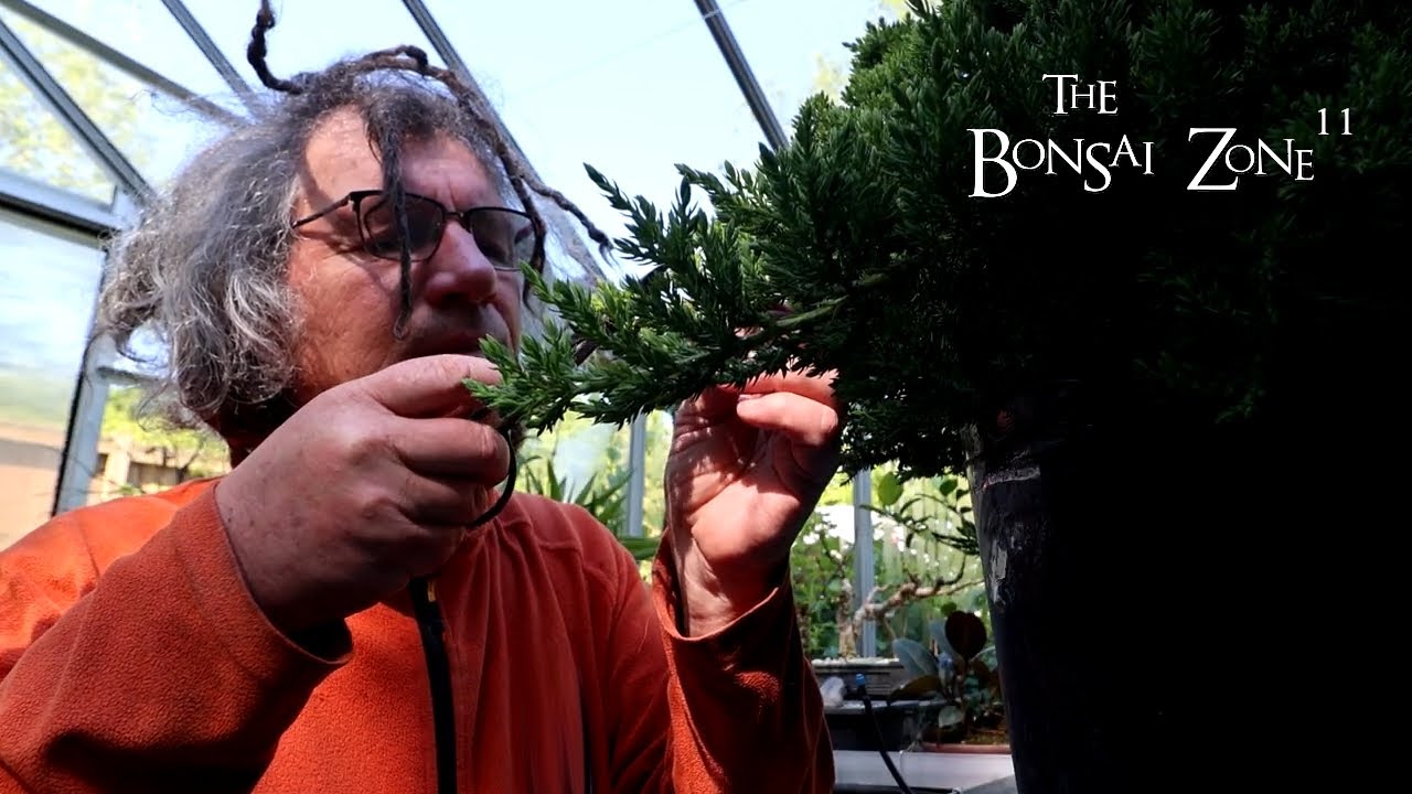 My 50 Dollar Juniper Challenge Tree, The Bonsai Zone, May 2024