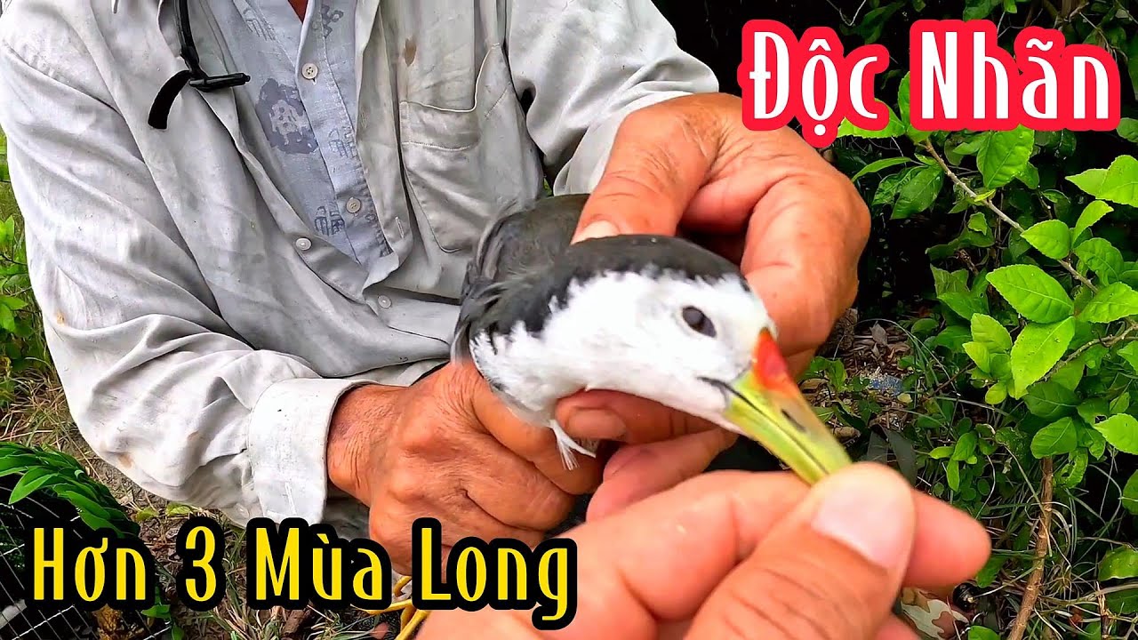 Hết Nói Con Chim Quốc Trống Nó Già Mà Nó Khôn | Đam Mê Săn Bắt