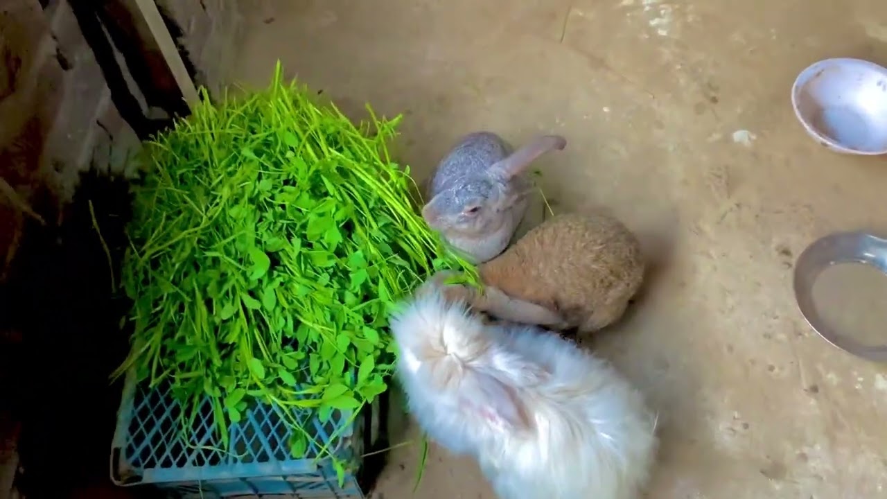 Rabbits k ley new cage tyar ho ghy hn🐇🐇🐰