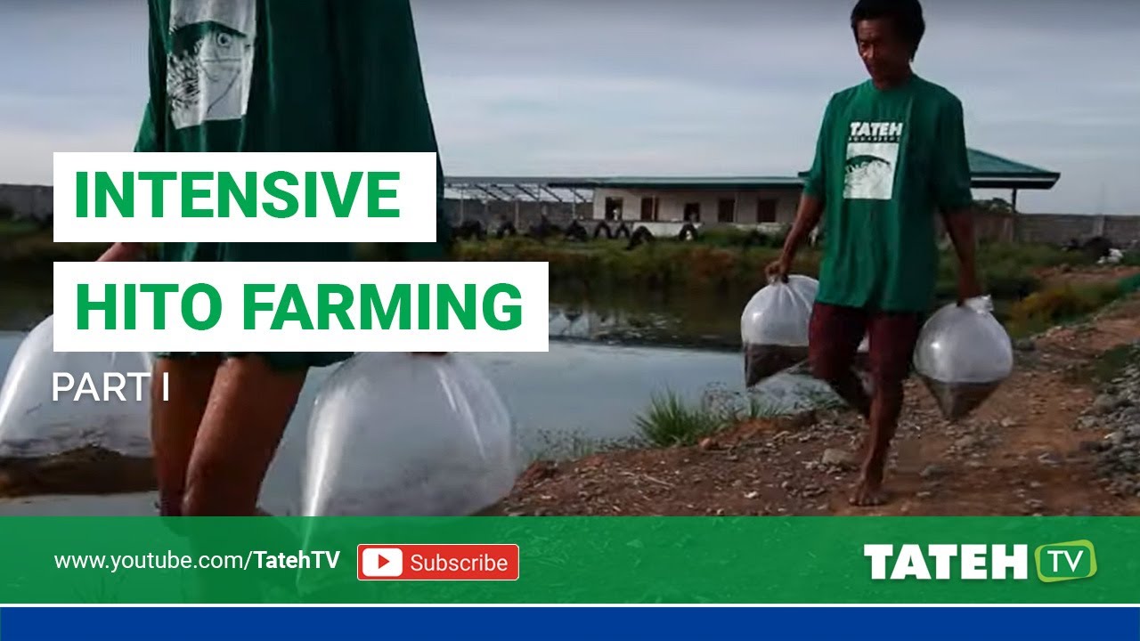 Intensive Hito Farming - Part 1 | Episode 115