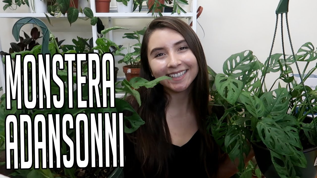 Monstera Adansonii Complete Care + Propagation Guide
