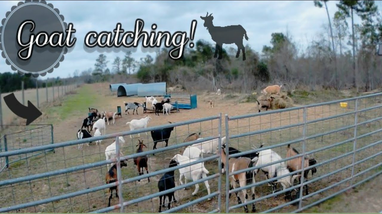 This going to be easy...||Goat catching!