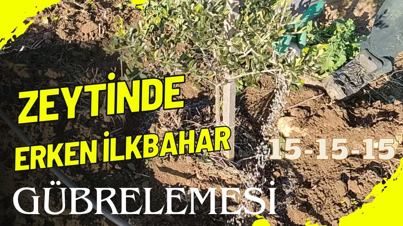 Zeytinde Erken İlkbahar Uygulaması. 15-15-15 Taban Gübresi