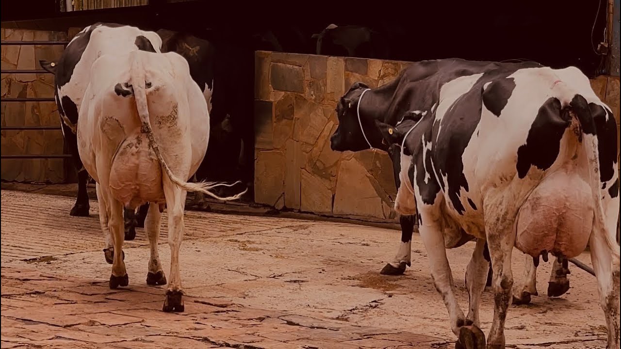 CONHECENDO A FAZENDA NOSSO RECANTO - GIROLANDO TANNUS!