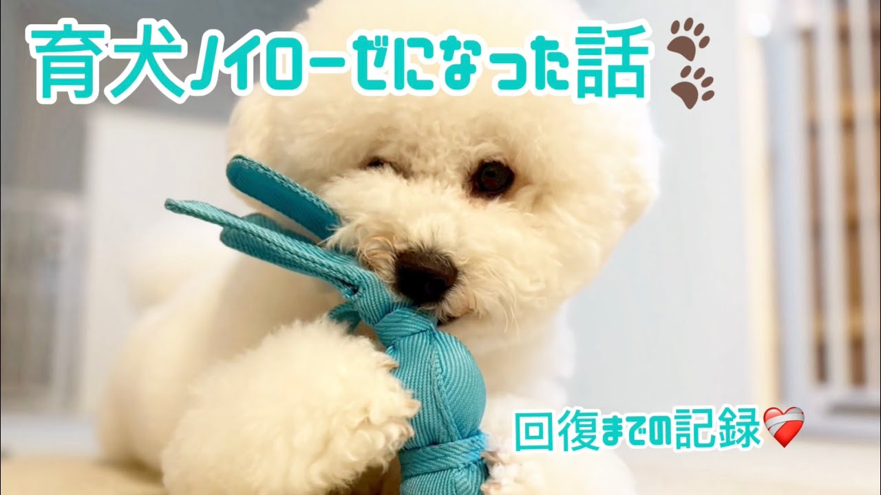 育犬ノイローゼ｜笑顔を取り戻すまでの〇ヶ月【ビションフリーゼ】【コパン】