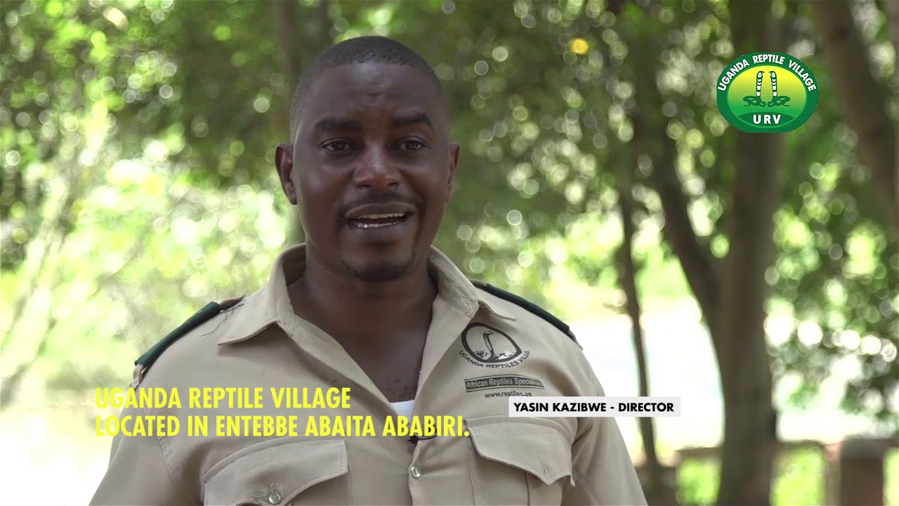 BIG GIANT SNAKES CAUGHT ON CAMERA AT UGANDA REPTILE VILLAGE.
