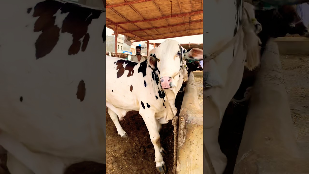 Karachi Cow Mandi | Malir Mandi Update | Multan Mandi | Bakra Mandi 