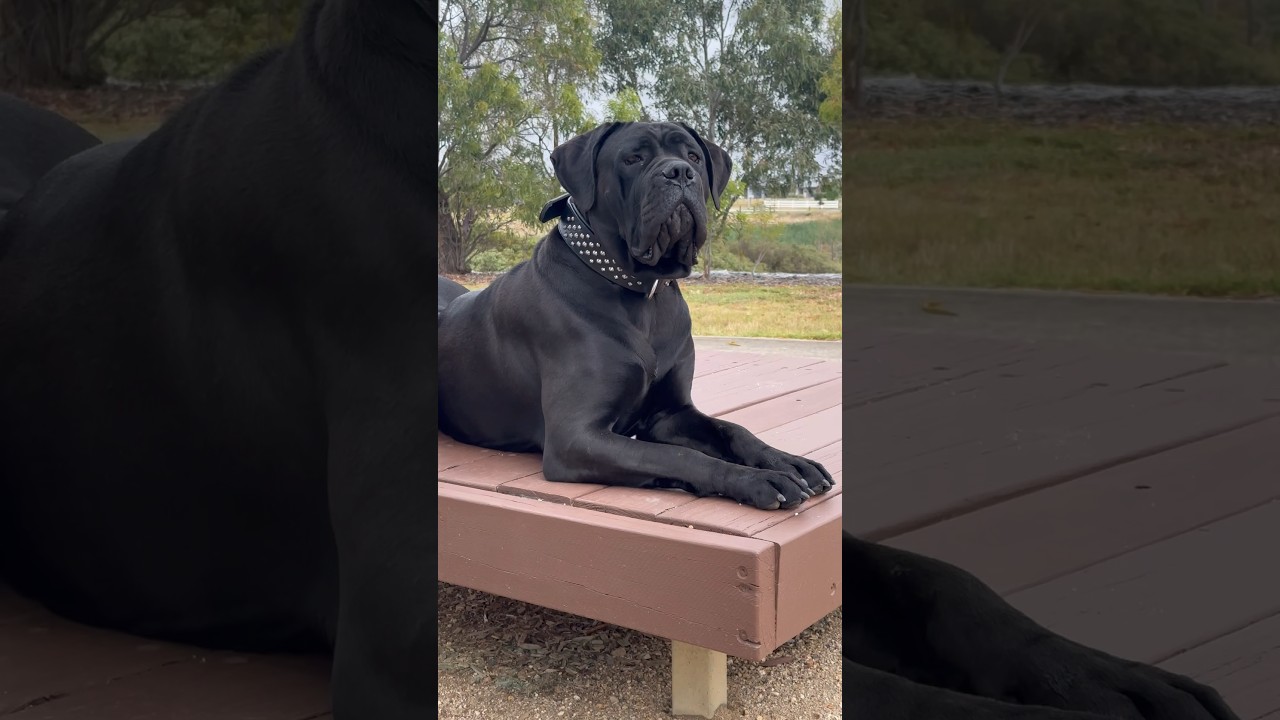 Black female Cane Corso&hellip;&hellip;.        #corso #dogbreed #dog #canecorsolovers #canecorso #mastiff #big
