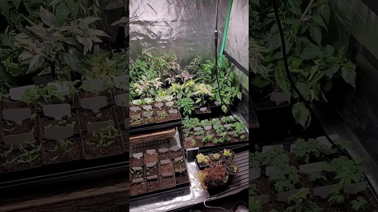 Grow Tent Full of Plants   Tomatoes, Peppers, and More