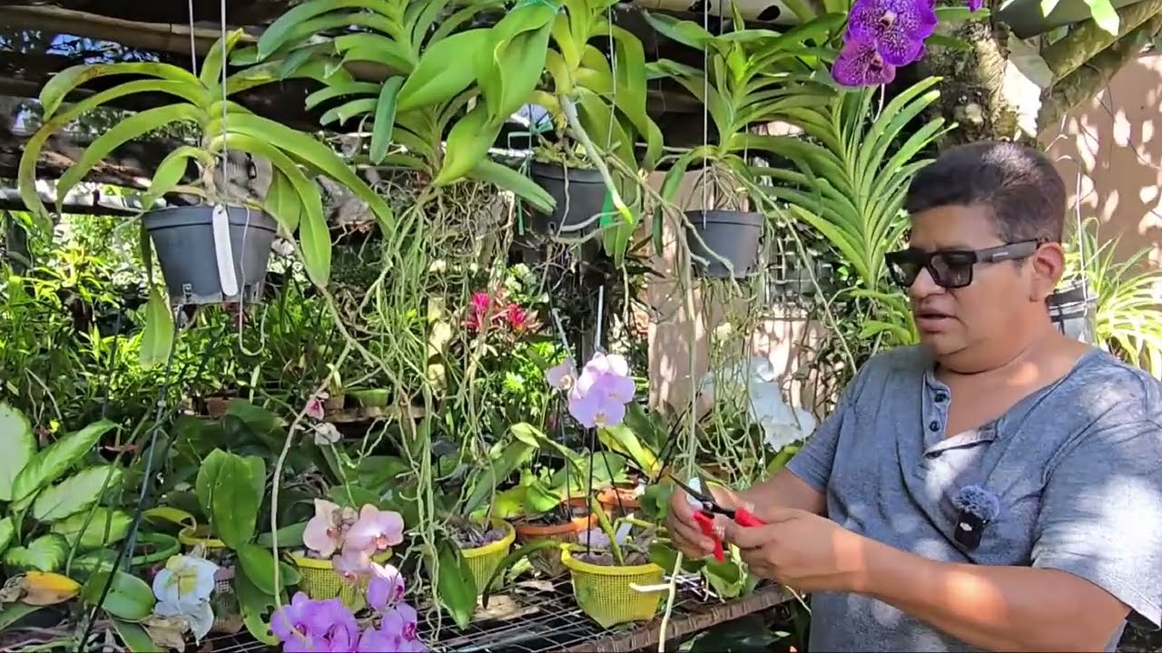 Como cuidar y no vitar pudrición de Raíz en nuestras Orquídeas Epifitas