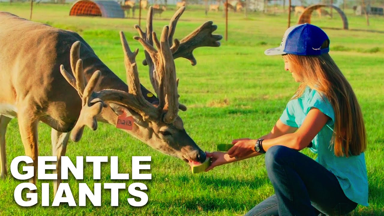 300 Pound Texas Buck - Lone Wolf Whitetails