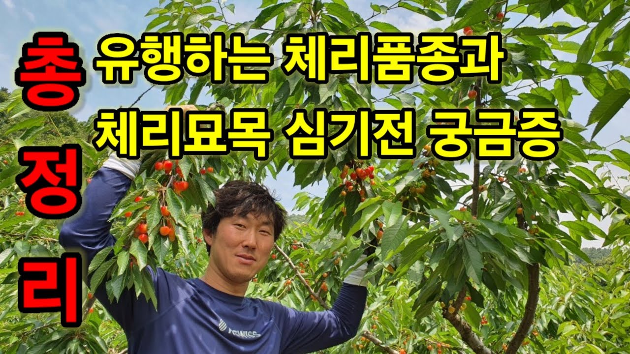 유행하는 체리품종과 체리묘목 판매