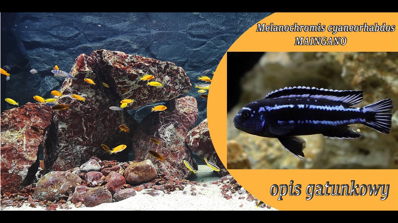 Melanochromis cyaneorhabdos - Maingano - opis gatunkowy