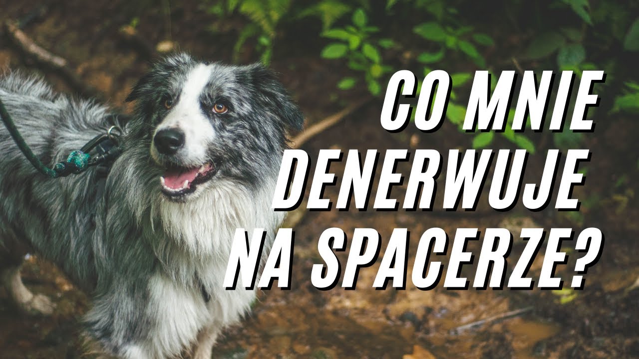 Trudne sytuacje na spacerze z Border Collie - nie wiem co robić?!