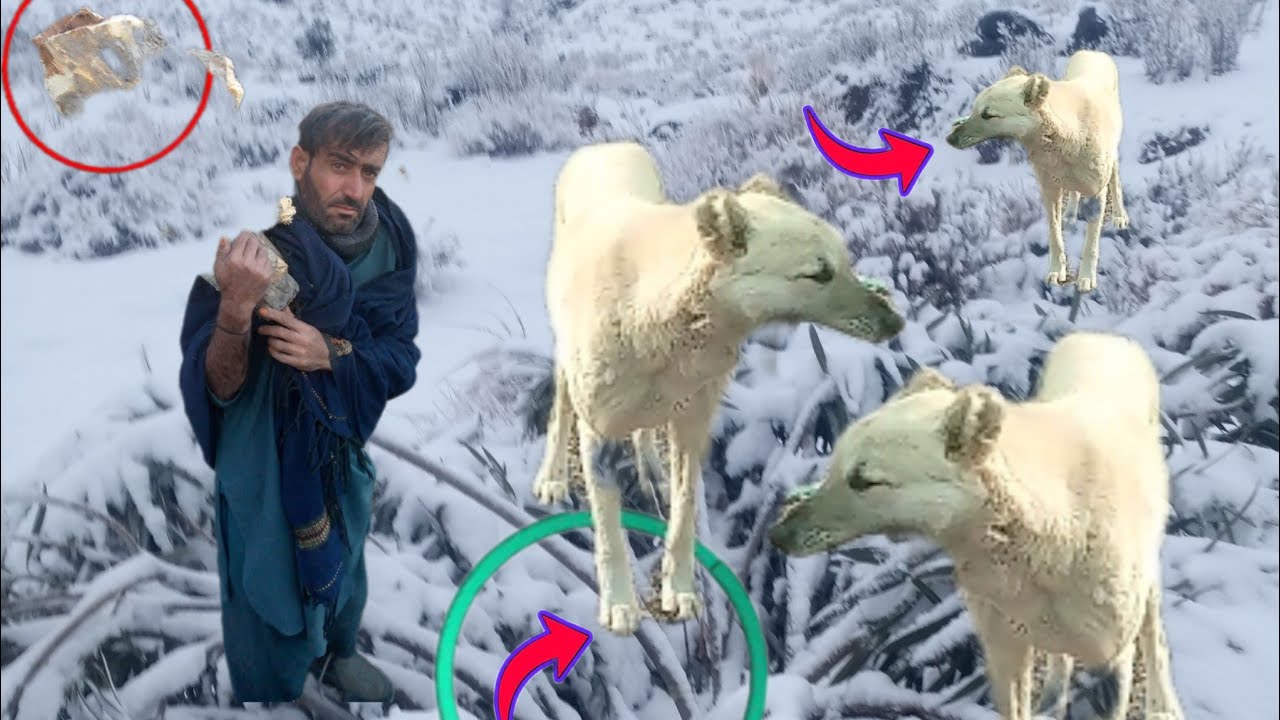 خرغوا داٹول حئوانان بکری چیلی چرگی 2026Khargwa Datul Animal Goat Chilli Chirgi