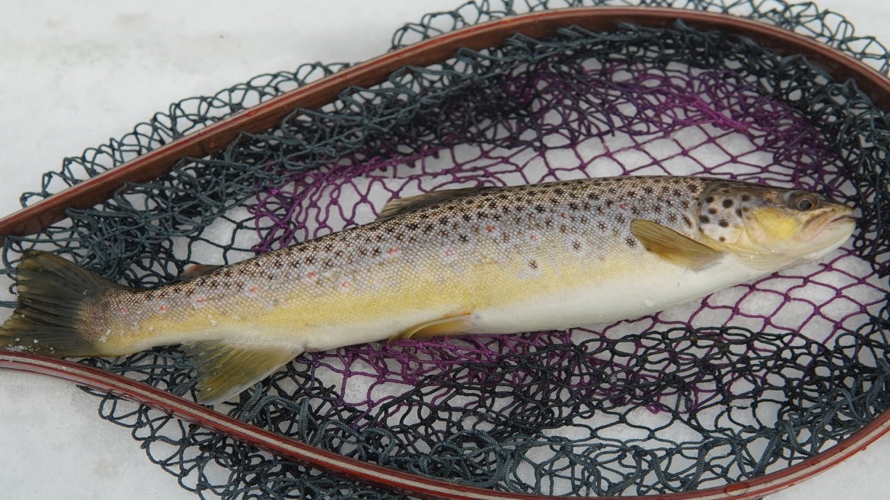 Ловля Форели. Открытие сезона 2022.