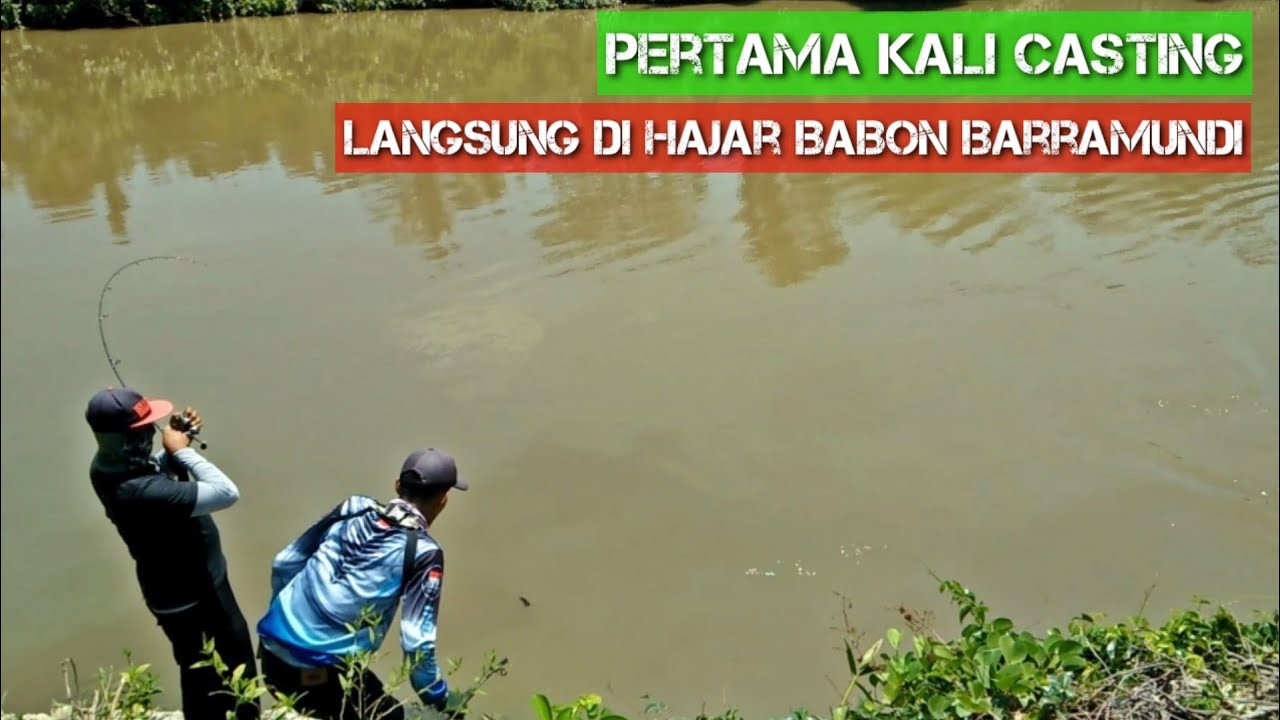 Baru ini Narik Babon Barramundi Pakai Piranti Kecil