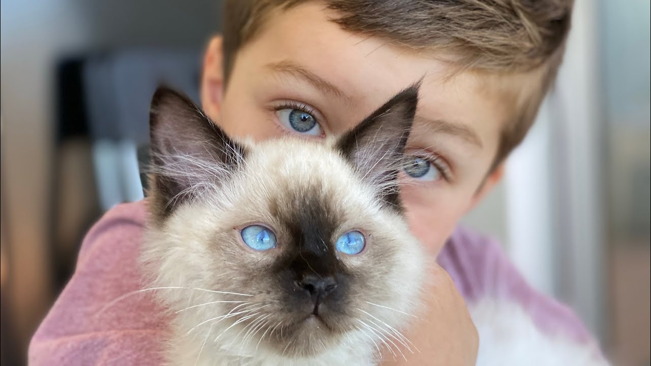 Cute Pets and Animals for Kids 🐈 Learn About Cats For Kids 🐱Fun Videos for Kids