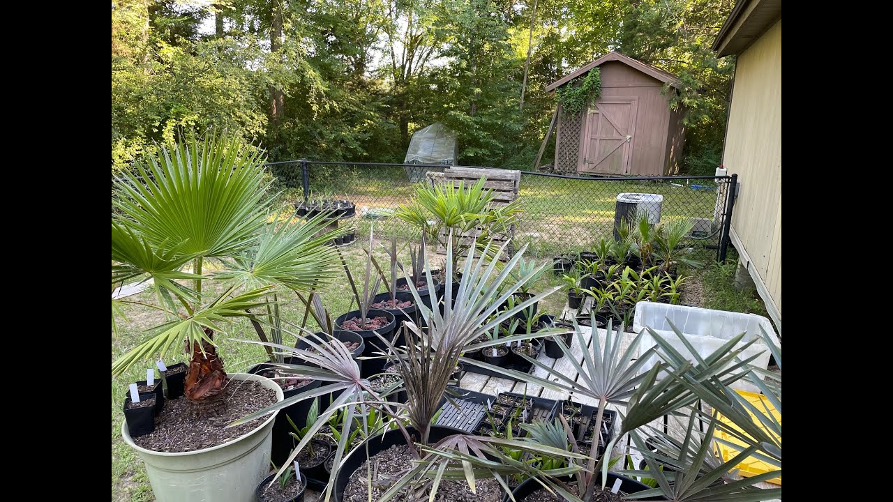 June 2024 Full Palm Collection Update