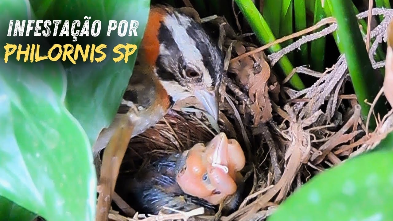 Filhote de Chupim severamente parasitado por larvas de Philornis sp !!