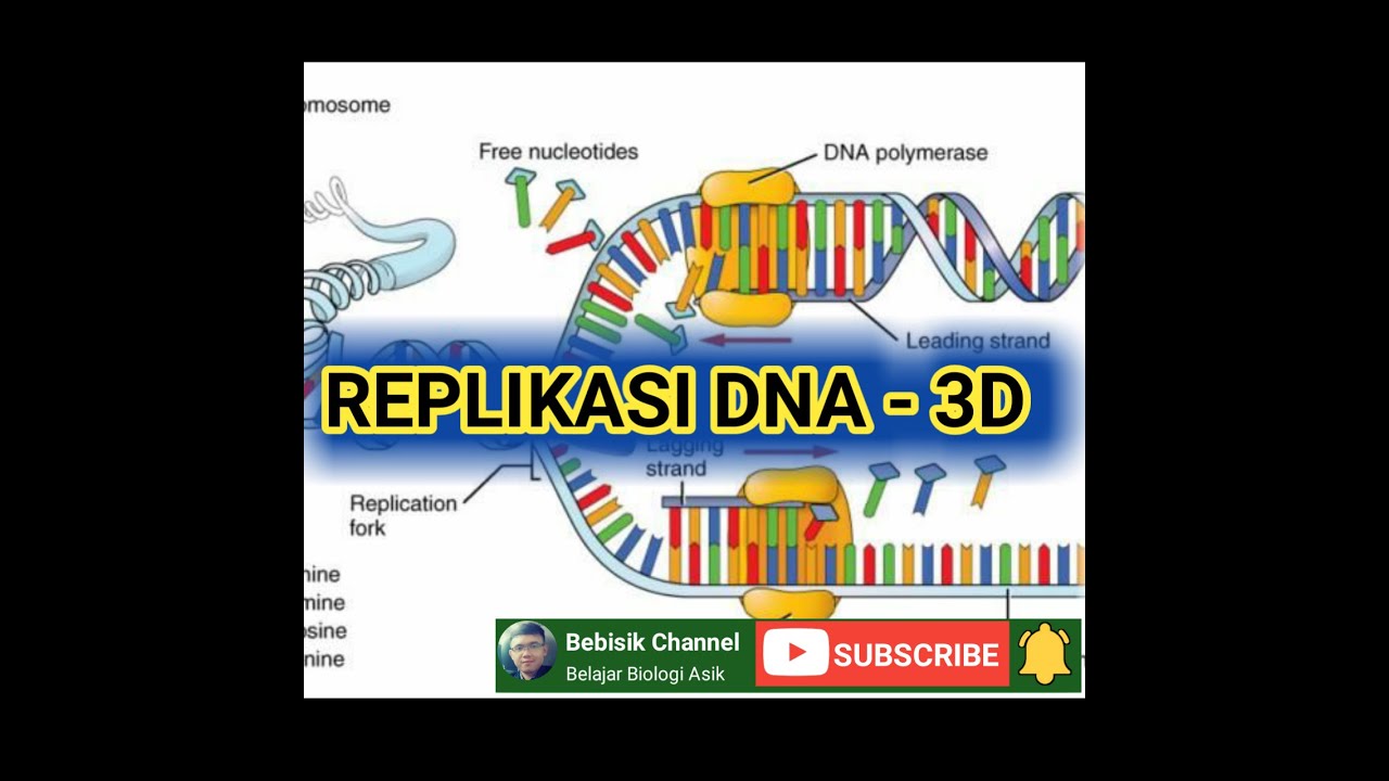 Replikasi DNA - 3D - Biologi - 12 SMA