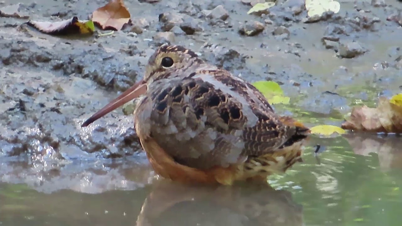 Woodcock Baby and Bath!