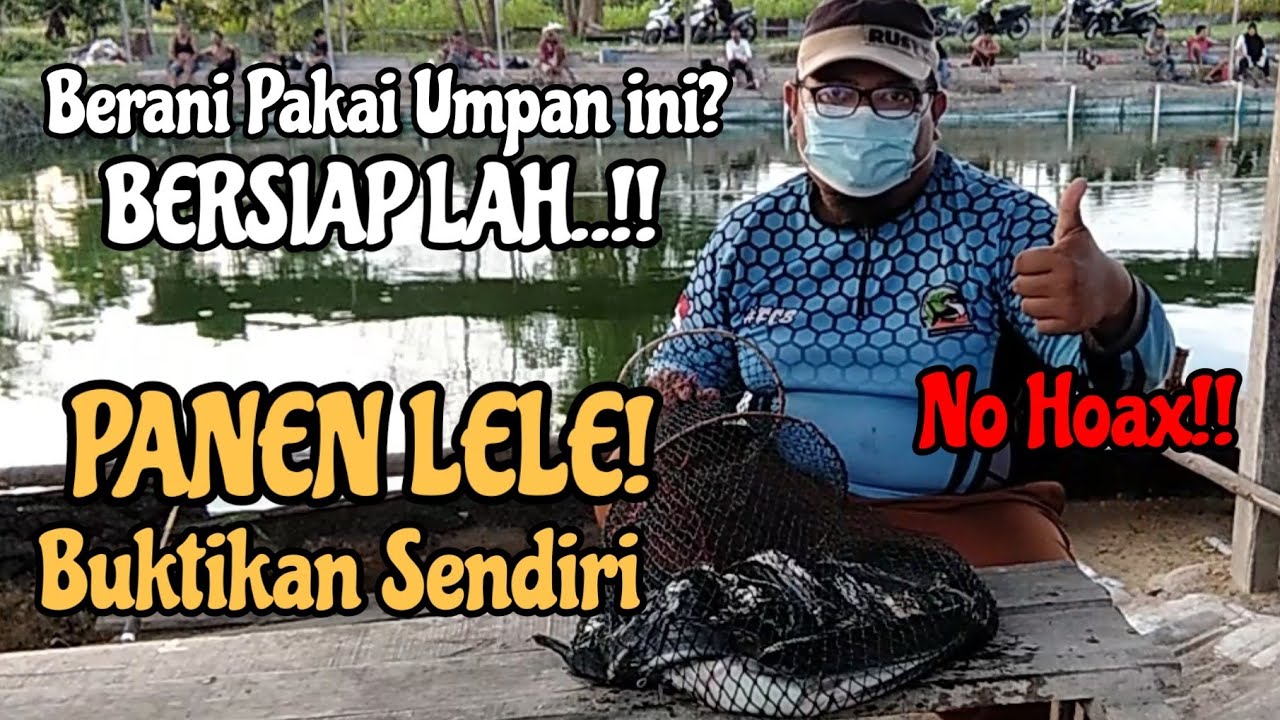 Umpan Lele Paling Jitu Auto Panen || Umpan Lele Paling Gacor Siang Hari | Media Belut & Minyak Samin