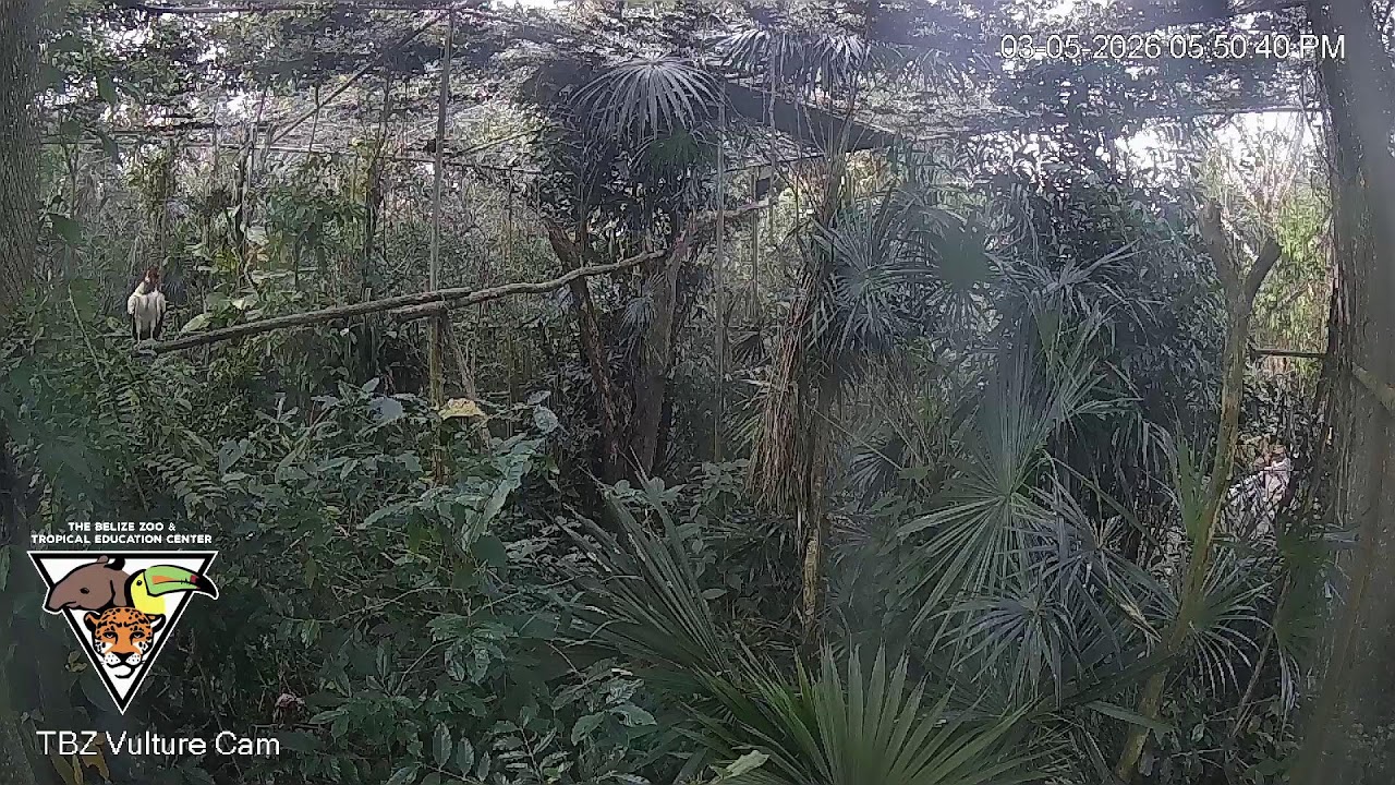 The Belize Zoo Live Cam