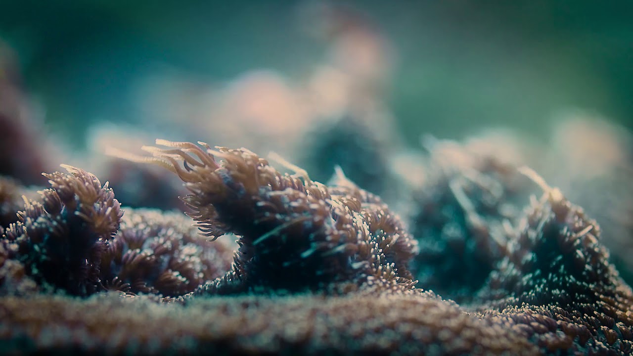 Macro of Acropora millepora polyps