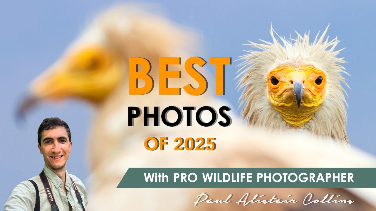 How I Took My Best Wildlife Photos of 2025 (Behind the Shots)